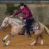 Where does the Reining talent of the Criollos come from?
