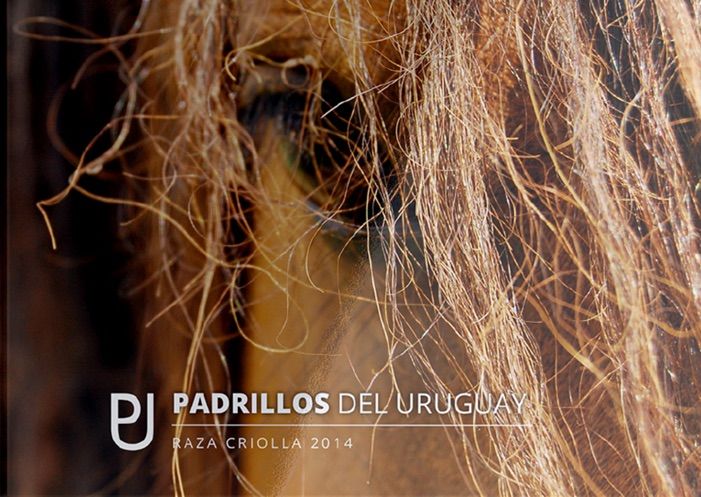 Padrilllos Del Uruguay - Raza Criolla